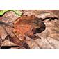 Broad-headed Rain Frog (Craugastor megacephalus)