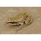 Eleutherodactylus albolabris from Acahuizotla, Guerrero, Mexico; 946 m.