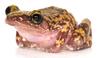 Frogs of the Subgenus Syrrhophus